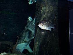 This picture was taken with a Kodak 6.1 mega-pixel with a... by Jan Rainey 
